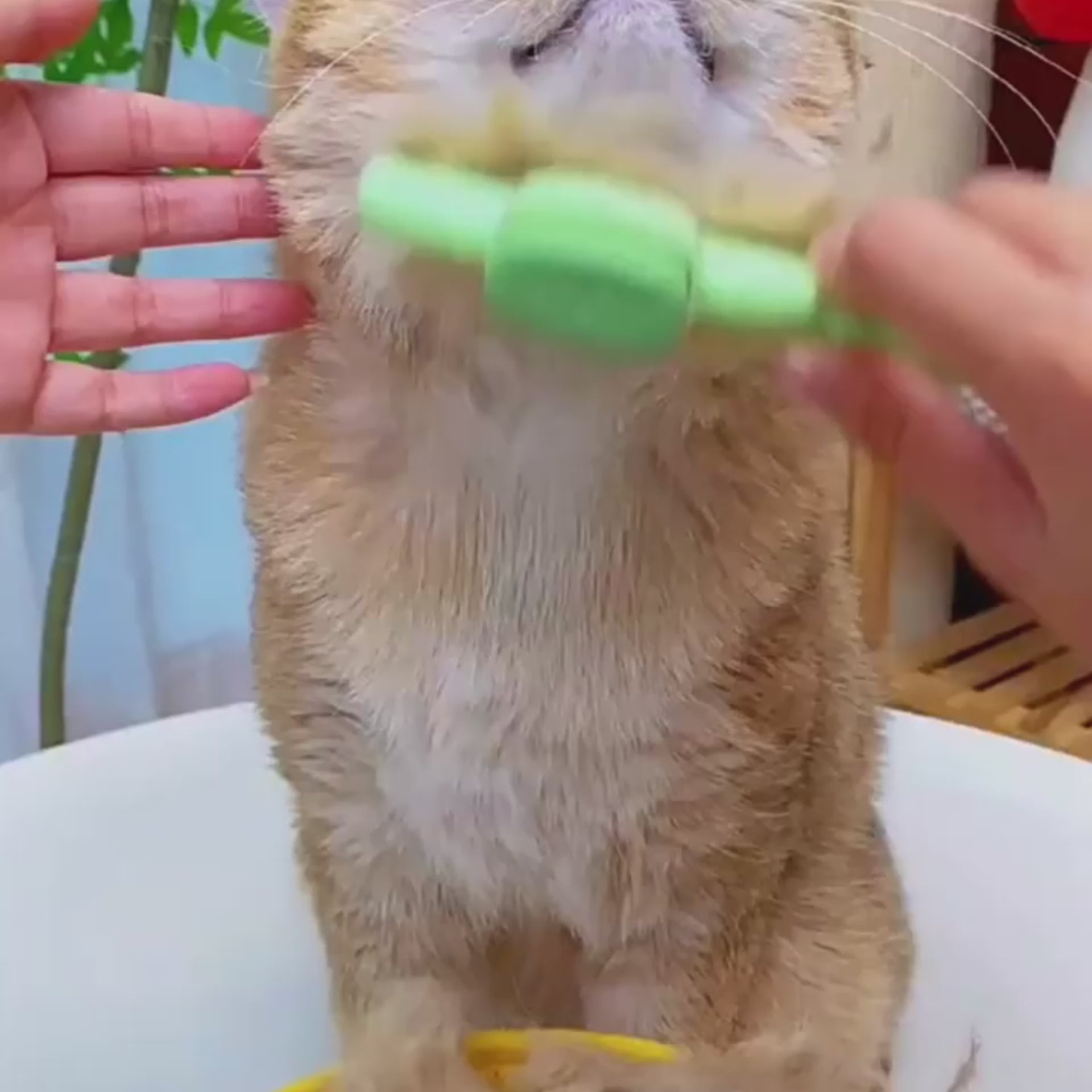 Magic Pet Hair Removal Comb